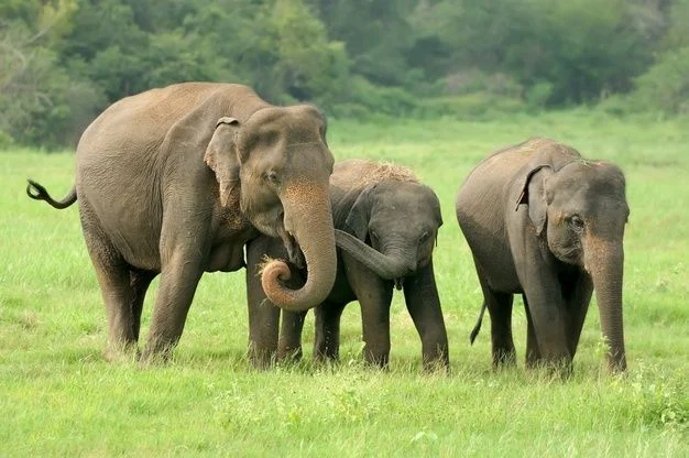Elephants in national park of sri lanka _loomra tours