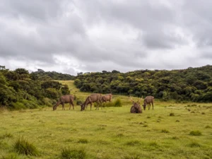 horton plains national park sri lanka loomra tours