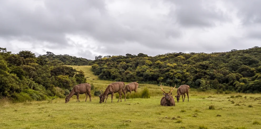 horton plains national park sri lanka loomra tours